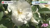 市価の3割安…約500種類のバラ 園芸ファンで賑わう 伝統の古賀植木まつり【長崎】 | 長崎のニュース | 天気 | NBC長崎放送