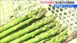 「太い、甘い、柔らかい」新発田産のアスパラガス 園児たちが収穫体験 保育園の給食でも提供 新潟|TBS NEWS DIG