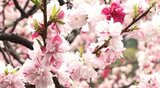 「舞台をみているようで、すばらしい!」南信州・阿智村「ハナモモ」見ごろ…約4キロにわたって5000本余りの「ハナモモ」赤、白、ピンクのグラデーション楽しむ | SBC NEWS | 長野のニュース | SBC信越放送