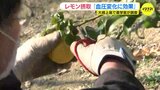 「レモン摂取で血圧上昇を抑える効果」広島･大崎上島町で産学官連携のレモン研究成果を発表|TBS NEWS DIG