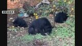 相次ぐクマ被害を受け クマの捕獲や管理に関する国のガイドラインを改定　環境省|TBS NEWS DIG