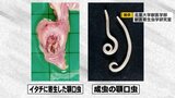 「幼虫が体の中をさまよい続ける」顎口虫が皮下に入るメカニズムとは?アニサキスだけではない怖い寄生虫 なぜ青森県で大量発生? | 青森のニュース│ATV NEWS│青森テレビ