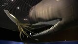 宮崎県総合博物館で開催中「モンスター水族館」 来場者が4万人を突破 | MRTニュース | MRT宮崎放送