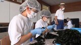 「難しいです」　岩手・大船渡市の中学生がワカメの“芯抜き”に挑戦　地域の産業を知る授業|TBS NEWS DIG