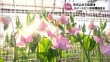 生産量日本一の日南市で「スイートピー」の出荷進む|TBS NEWS DIG