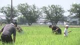 農薬や化学肥料などを使わない田んぼで草取り体験 親子30人が参加 初めて鎌を持つ子も=静岡・藤枝市 | 静岡のニュース | SBSNEWS | 静岡放送