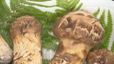 1キロのパックで値段10万円！　暑さ収まらず秋の味覚マツタケの便りも遅れ気味　山口県山口市　|　山口のニュース・天気・防災｜tys NEWS｜ｔｙｓテレビ山口