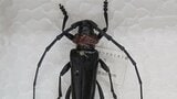 【特定外来生物】クビアカツヤカミキリ 桃の産地が緊急会議 8月中旬までに全域で防除へ 山梨・笛吹市|TBS NEWS DIG