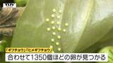 生きた化石 "ギフチョウ" の生息地へ! 子どもたちが貴重な卵の観察!(山形・大石田町) | 山形のニュース│TUYテレビユー山形