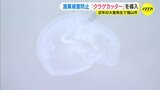 大量発生は解決なるか　底引き網にかかったクラゲを “６分割” 「クラゲカッター」を広島県内で初導入|TBS NEWS DIG