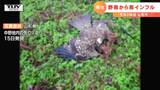 山形市 死亡した野鳥から鳥インフルエンザの陽性反応 今月3例目 | 山形のニュース│TUYテレビユー山形