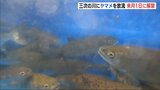布野川にヤマメを放流　4月1日解禁　広島･三次市　|　RCC NEWS | 広島ニュース | RCC中国放送