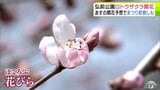 「弘前公園」でロトウザクラが開花 日中の気温が14℃超で「4月中旬の暖かさ」となった青森県弘前市 ベンチは“ペンキぬりたて!” 徐々に春めく園内で弘前さくらまつりに向けた準備進む | 青森のニュース│ATV NEWS│青森テレビ
