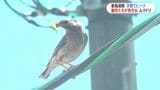 野鳥たちの子育てピーク　保育園にムクドリ・野山にヤブサメ　愛鳥週間・鹿児島　|　鹿児島のニュース｜MBC NEWS｜南日本放送