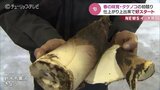 香りが人気！特産のタケノコ初競り　生育順調で初日は平年の “倍” 並ぶ　富山・射水市　|　富山のニュース｜天気・防災｜チューリップテレビ