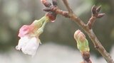 例年より遅い桜便り 開花の遅れと悪天候に関係者は頭悩ます 大分の平年日は24日 | 大分のニュース|OBS NEWS|大分放送