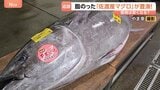 シーズンは6月なのに…佐渡産マグロがいま豊漁!脂がのって、春らしい香りも…関東で安く食べることはできるの??|TBS NEWS DIG