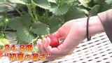 甲府で24.8℃など県内は初夏の陽気に　一方イチゴ農家は季節外れの暑さで生育が追い付かず|TBS NEWS DIG