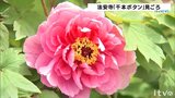 大輪の花があでやかに咲き誇る 保安寺の千本ボタンが見頃 愛媛・西条市 | 愛媛のニュース - Nスタえひめ|あいテレビは6チャンネル