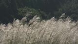 秋晴れのもとでススキの穂が伸びた秋の光景　東海地方の各地で最低気温が今シーズン最低に|TBS NEWS DIG
