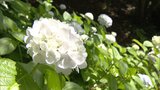 1500株のアジサイが見頃 到津の森公園で「あじさいフェア」初開催 | 福岡のニュース|RKB NEWS|RKB毎日放送