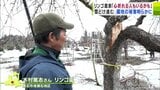 「心が折れる人もいるかも…」“災害級の豪雪”となったリンゴ園の被害が徐々に明らかに 園地の2割程度に被害及んだ農家 行政に支援求める 青森県 | 青森のニュース│ATV NEWS│青森テレビ