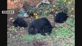 相次ぐクマ被害を受け クマの捕獲や管理に関する国のガイドラインを改定　環境省|TBS NEWS DIG