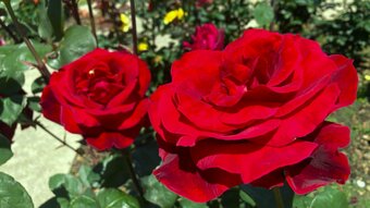 海に近いフラワーガーデンで大輪のバラが咲誇る　大分・佐伯市　|　OBSニュース