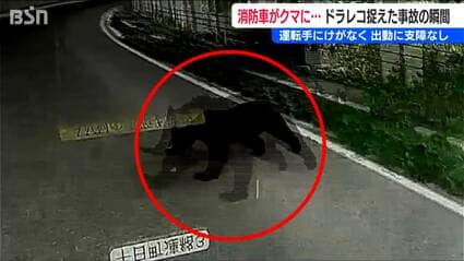 ドラレコが捉えた事故の瞬間 消防車に右側からクマが接触 運転手にけが