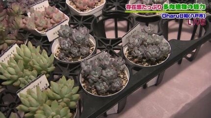 Top【選抜株】多肉植物　360006シニャ　20個　鉢無し/脱土 2026年4月4日、5日開催の⁡ ⁡THE BOTANICAL SHOW！⁡ ⁡IN THE OUTLETS