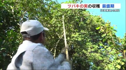 豊かに実る「ツバキ」の実 収穫最盛期 椿油の原料へ 熊本県天草市