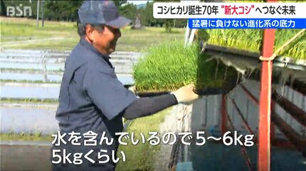 コシヒカリ誕生から70年 ”次世代”へつなぐ未来 岐路に立つ『新潟の米