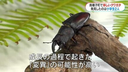 左がメス？右がオス？種子島で珍しいクワガタを小学生が発見「育てれば