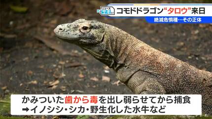世界に数千頭しかいないコモドドラゴンが名古屋に 河村たかし市長が