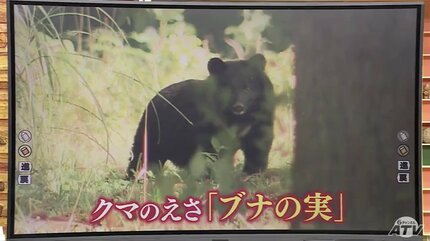 クマのえさ”「ブナの実」東北地方5県すべてで『大凶作』 青森県では2年