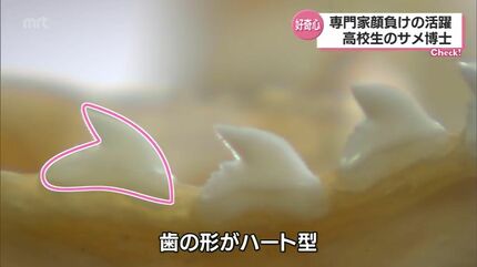 自宅の冷凍庫はサメでいっぱい 「サメ博士」は宮崎の高校1年生 | MRT