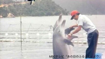 人気の長寿イルカ「オキちゃん」死ぬ 推定52歳 “奄美出身”1975年沖縄