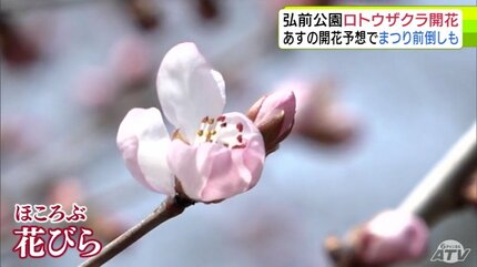 弘前公園」でロトウザクラが開花 日中の気温が14℃超で「4月中旬の暖か