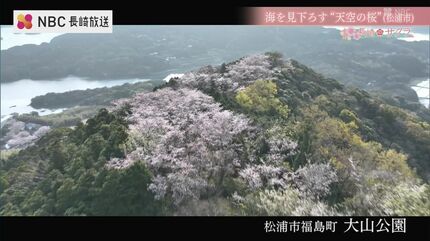 眼下に海が広がる“天空の桜” 椿の島から桜の名所へ 半世紀以上前から