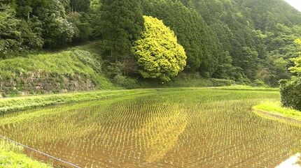 虹の木が鮮やかに」1年間に7回色を変える不思議な樫の木 木の葉は黄金