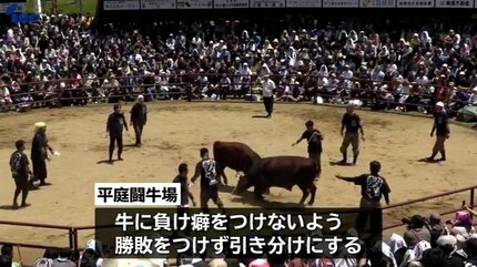 岩手県久慈市で10年ぶりの闘牛大会 初々しい2歳の牛同士によるデビュー