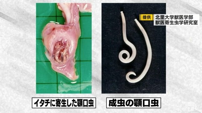 「幼虫が体の中をさまよい続ける」顎口虫が皮下に入るメカニズムとは？　アニサキスだけではない怖い寄生虫　なぜ青森県で大量発生？|TBS NEWS DIG