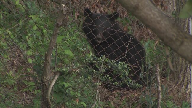 東北道北上江釣子IC付近に居座ったクマ　フェンスを乗り越えて南側に走り去る　近くには商業施設や住宅街も　岩手・北上市|TBS NEWS DIG