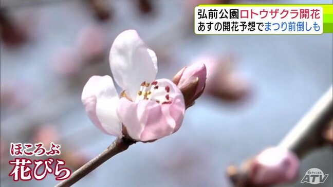 「弘前公園」でロトウザクラが開花 日中の気温が14℃超で「4月中旬の暖かさ」となった青森県弘前市 ベンチは“ペンキぬりたて!” 徐々に春めく園内で弘前さくらまつりに向けた準備進む|TBS NEWS DIG