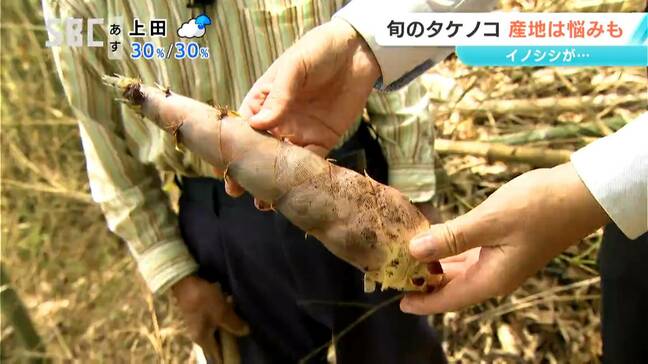 タケノコのシーズンが本格到来!長野市周辺で旬を迎えた「淡竹」 煮て、焼いて、揚げて楽しめる 一方で生産者には困った事態も…イノシシ被害相次ぐ|TBS NEWS DIG