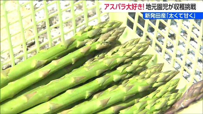 「太い、甘い、柔らかい」新発田産のアスパラガス 園児たちが収穫体験 保育園の給食でも提供 新潟|TBS NEWS DIG