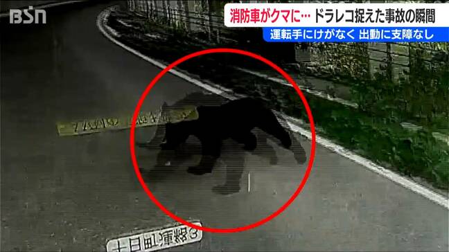 ドラレコが捉えた事故の瞬間　消防車に右側からクマが接触 運転手にけがなく出動に支障なし　新潟県十日町市|TBS NEWS DIG