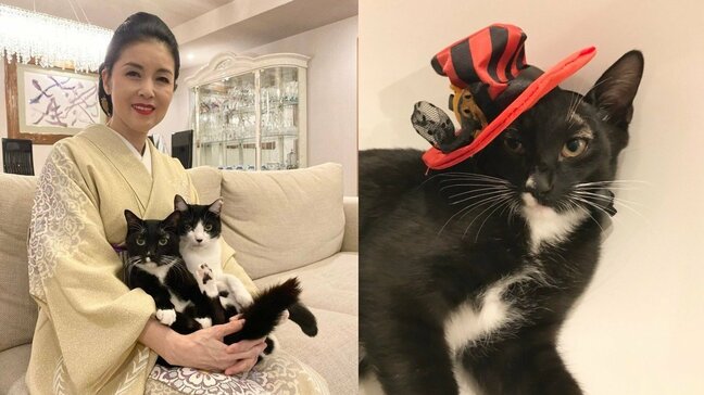 【 ねこ 】藤あや子さんの愛猫・マル「ハロウィンといえばボク」　黒が似合う帽子でコスプレ　フォロワー反応「ジュリーみたい」|TBS NEWS DIG