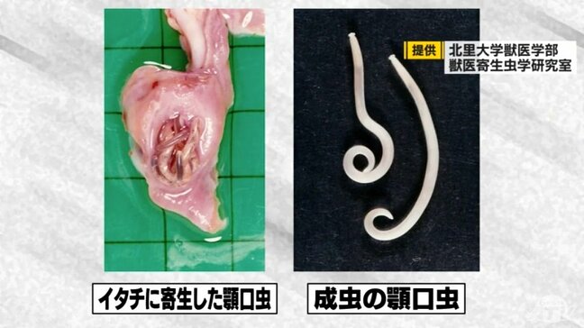 「幼虫が体の中をさまよい続ける」顎口虫が皮下に入るメカニズムとは？　アニサキスだけではない怖い寄生虫　なぜ青森県で大量発生？|TBS NEWS DIG