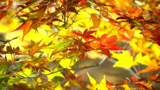 紅葉のライトアップ　ドローン映像で！|TBS NEWS DIG